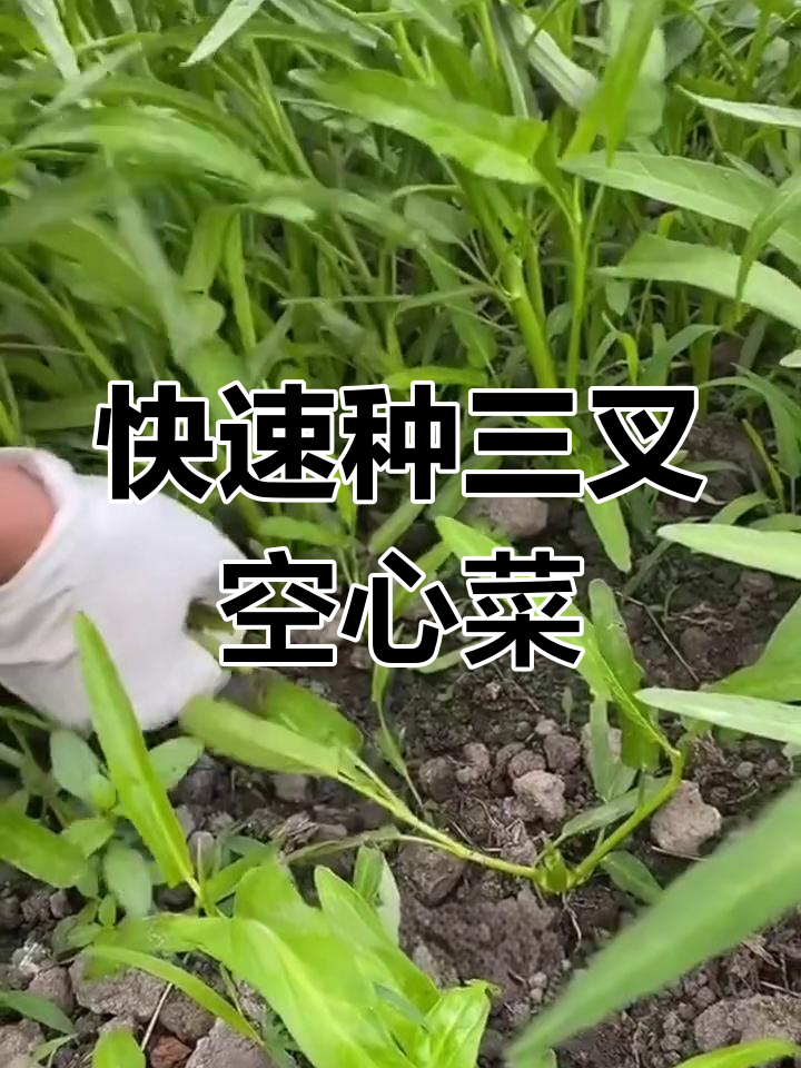 三叉空心菜快速种植法,十来天就能吃上新鲜蔬菜
