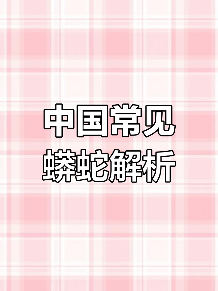 国内蟒蛇品种大揭秘:夜郎蟒与本地蟒的区别
