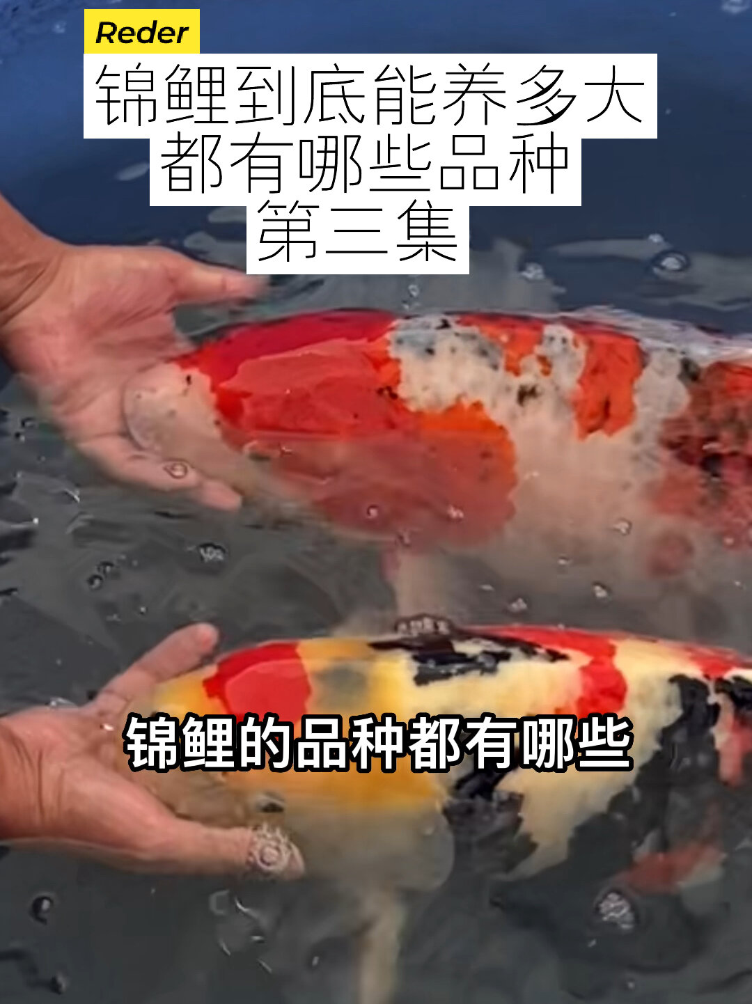 锦鲤鱼到底可以养多大 这样区分品种