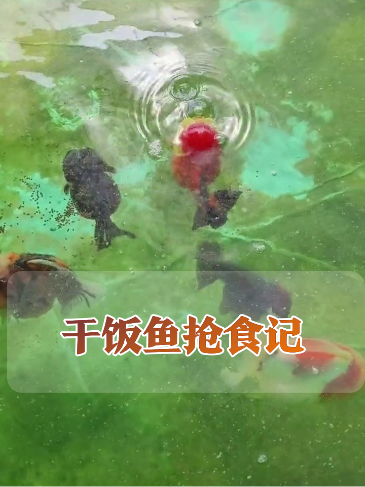 绿水池里的干饭魂！金鱼抢食像极了早八赶地铁