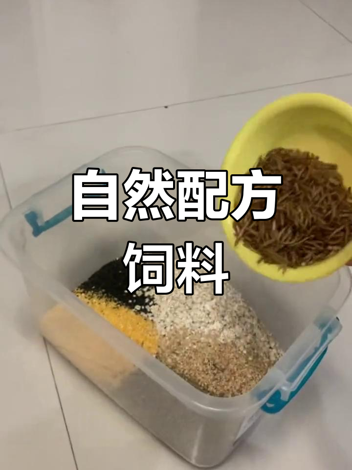 自制芦丁鸡饲料,天然原料无添加