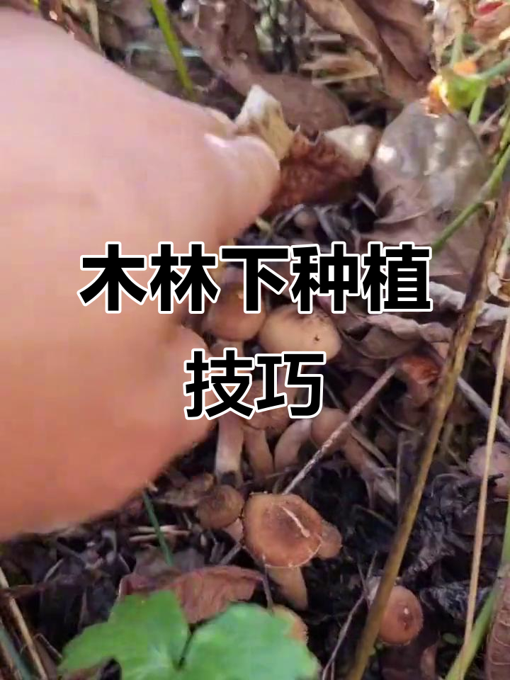 利用木头种菜，简单又省心
