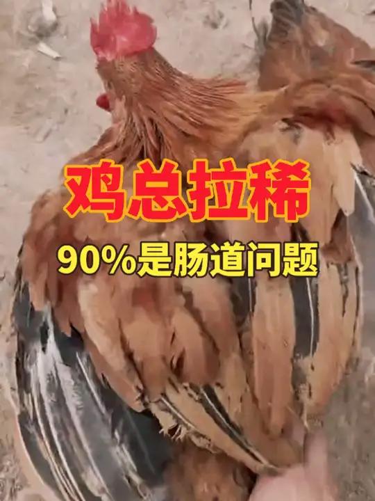 鸡群总拉稀?90%是肠道菌群在‘罢工’!解决起来巨简单