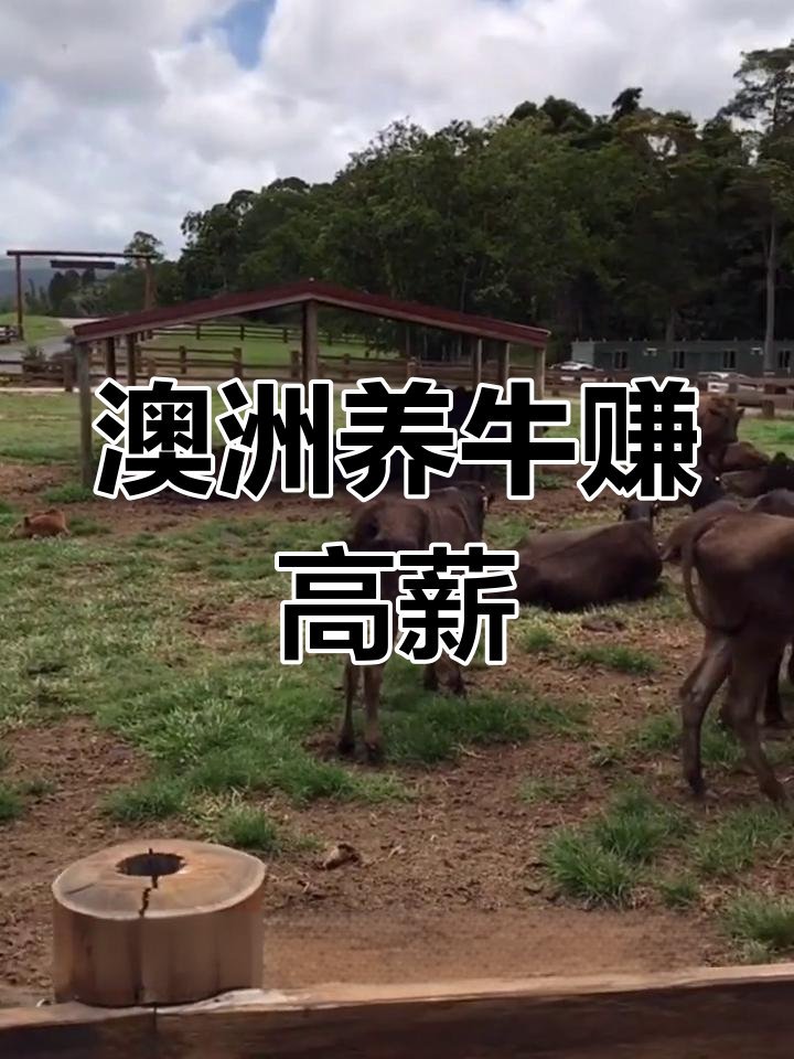 在澳洲养牛,年薪四十万不是梦!