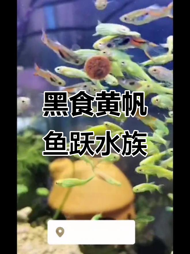 秘鲁黑食与黄帆天堂:水族世界的美丽邂逅