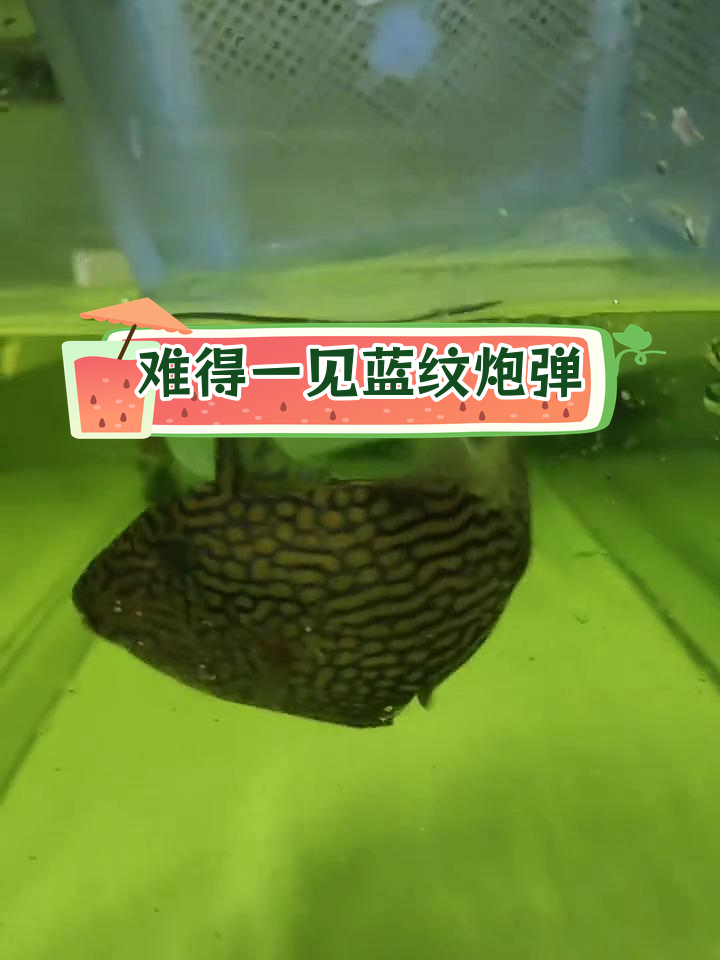 蓝纹炮弹鱼,稀有品种到货