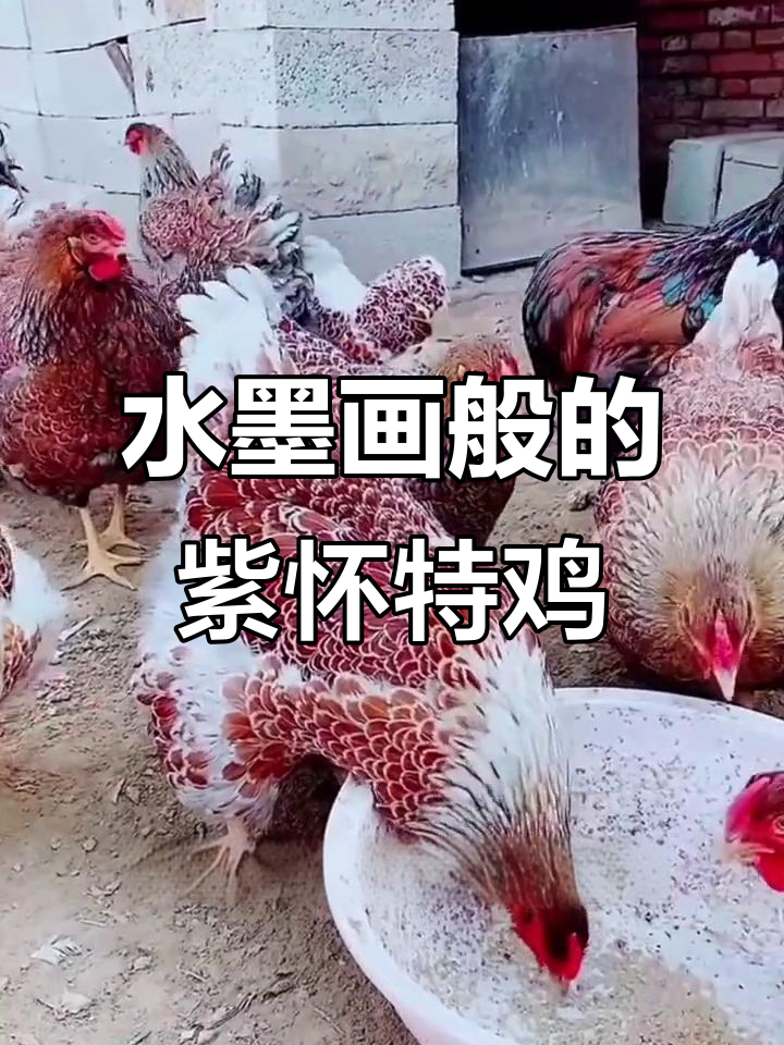 紫怀特鸡:美丽如水墨画,全国可饲养的观赏鸡