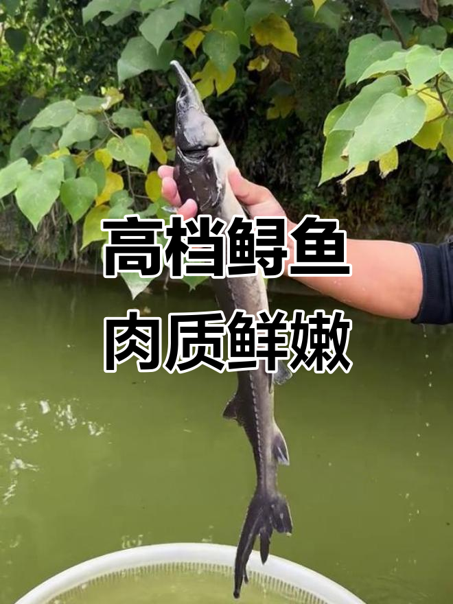 鲟鱼:淡水中的“劳斯莱斯”,营养丰富,市场价高