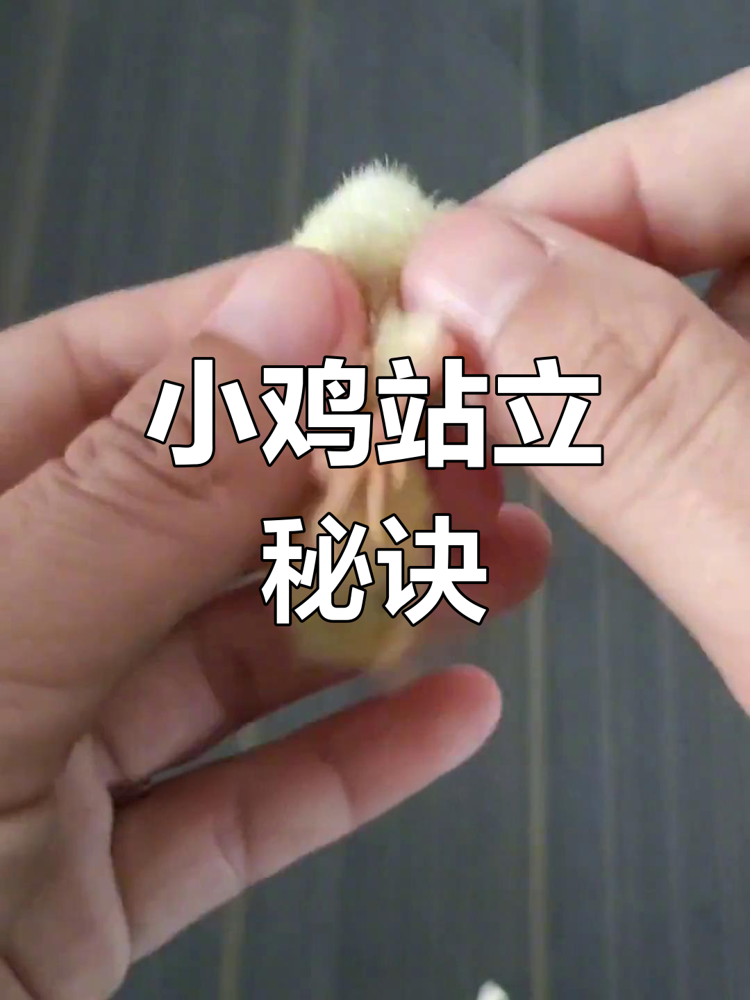 刚破壳的小鸡站不起来?别急,试试这个方法让它站起来!