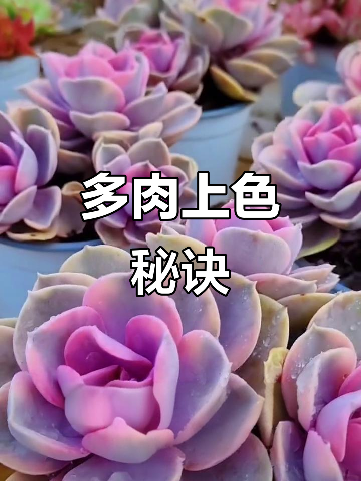 想让多肉色彩更艳?掌握这些技巧,轻松上色!
