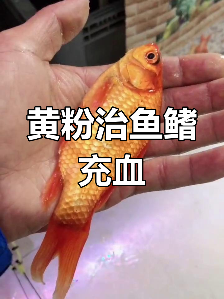 鱼鳍发红充血?试试黄粉治疗,两天恢复活力!