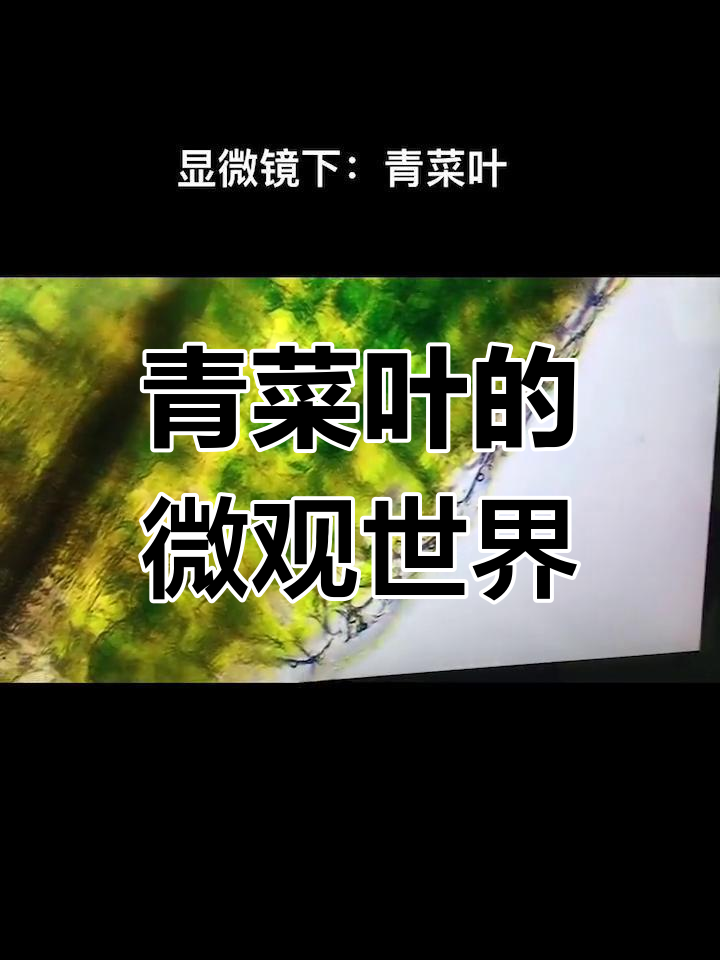 显微镜下的青菜叶横切结构