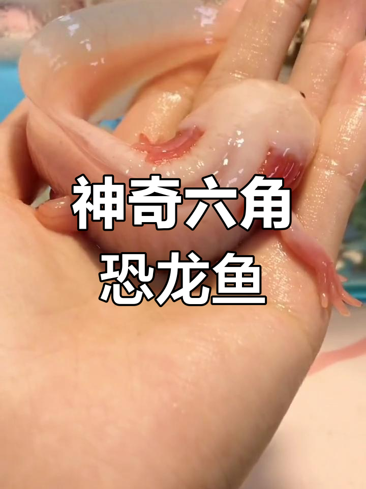六角恐龙鱼:超萌生命力极强,断肢再生让人惊叹
