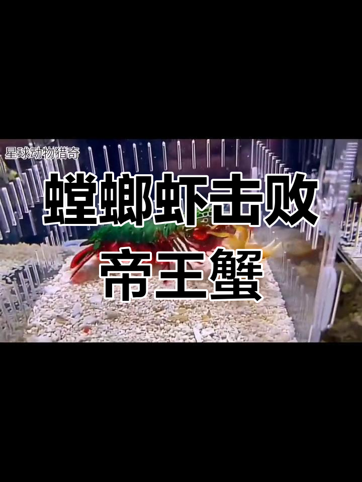 雀尾螳螂虾与帝王蟹的拳击对决,胜负一目了然