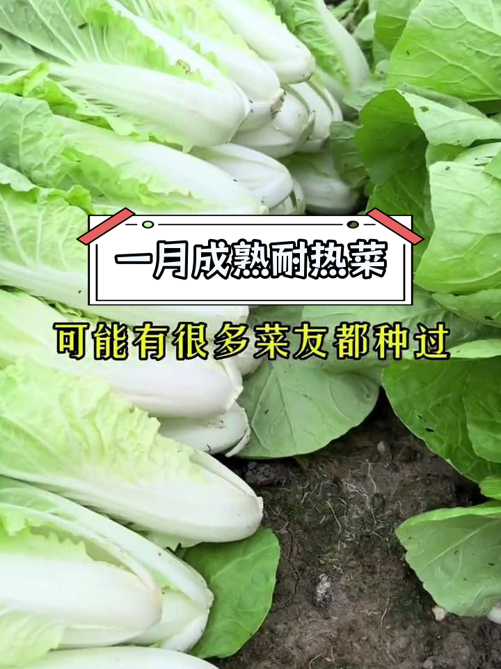 夏季耐热叶类蔬菜推荐
