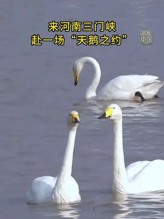 来河南三门峡,赴一场“天鹅之约”(记者:杨金鑫)