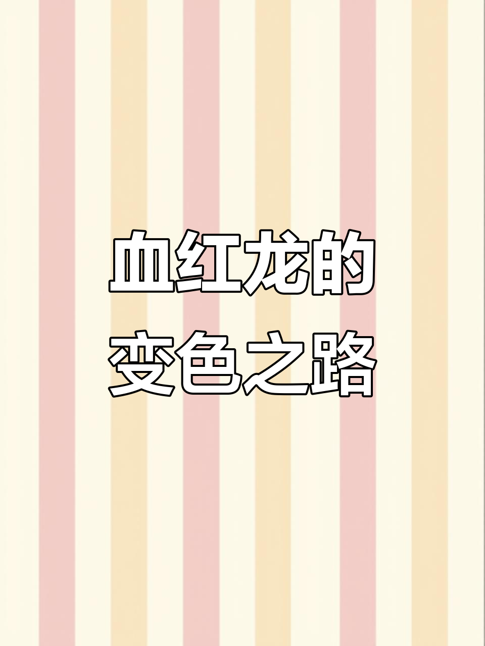 血红龙：从橘黄色到百万富翁的转变