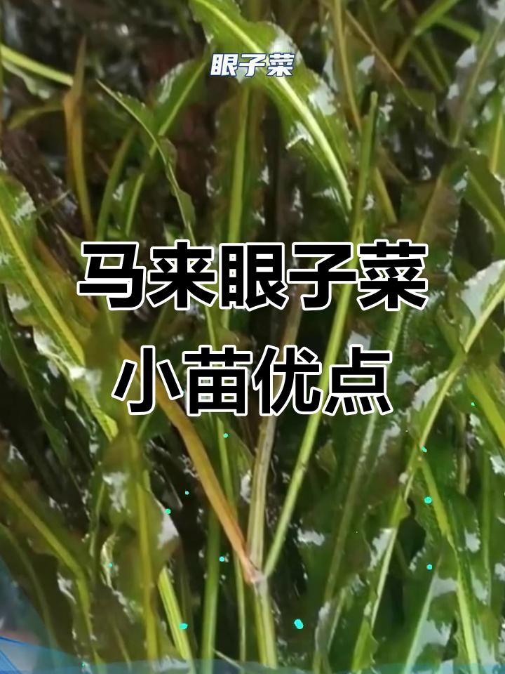 马来眼子菜幼苗优势解析:针状叶与发达下胚轴