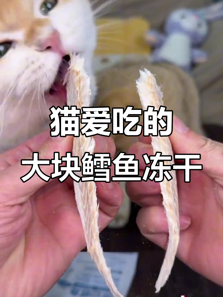 猫咪吃鳕鱼冻干,大块朵颐享受美味与营养