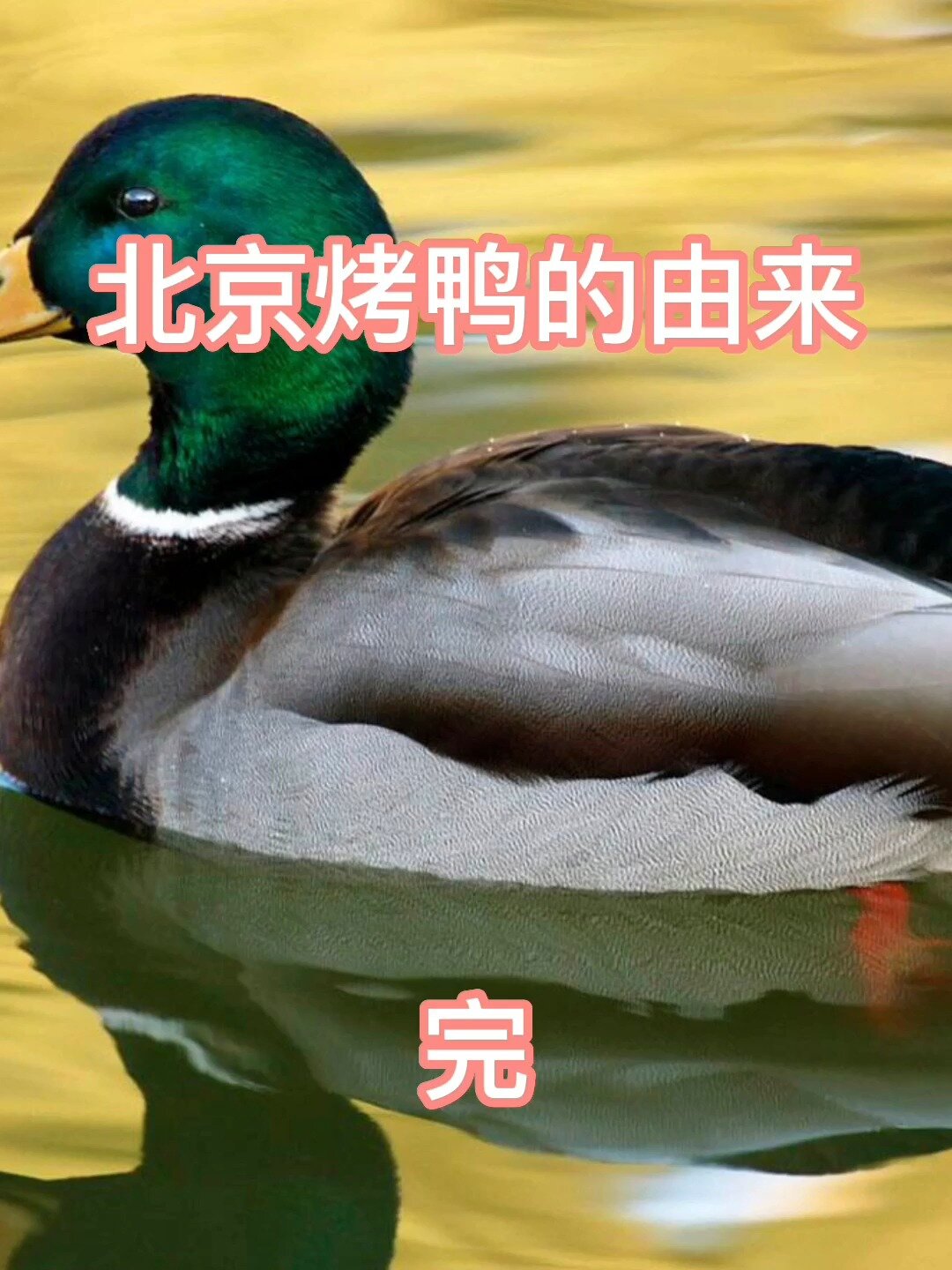 北京烤鸭的由来