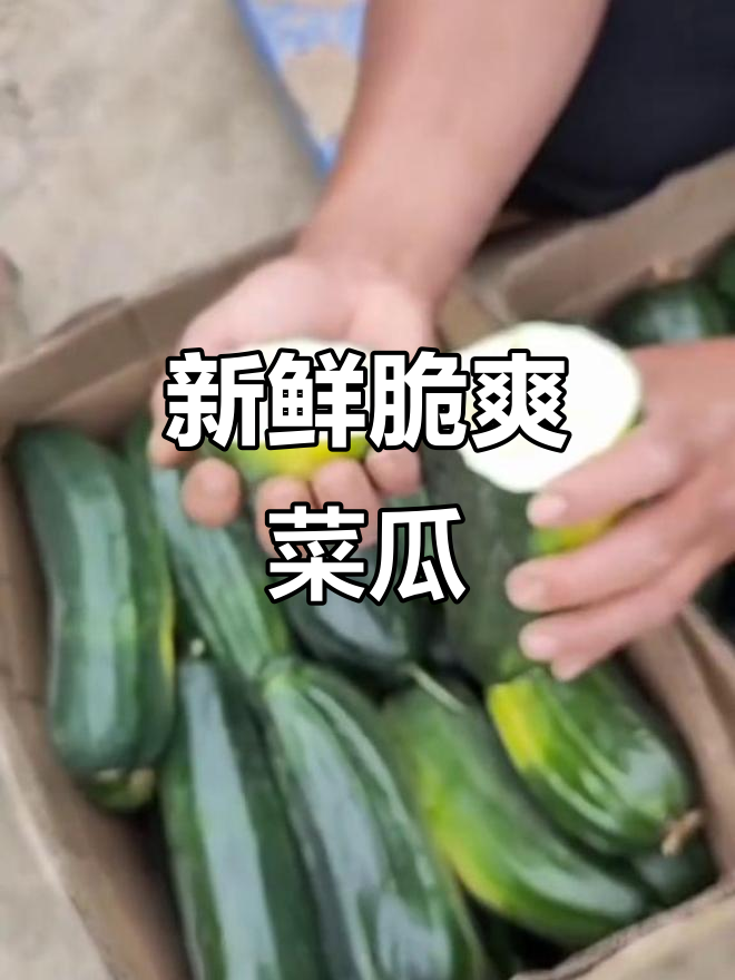 河南新鲜菜瓜,皮薄肉嫩,口感清脆,现摘直送