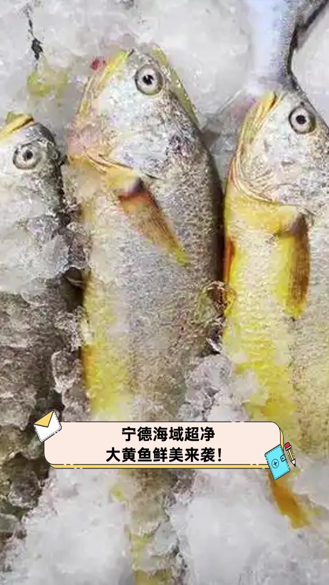 宁德海域超净,大黄鱼鲜美来袭!