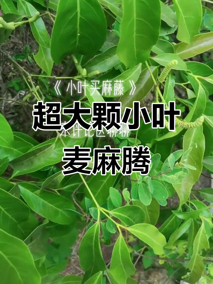小叶卖麻藤,超大号惊艳登场!