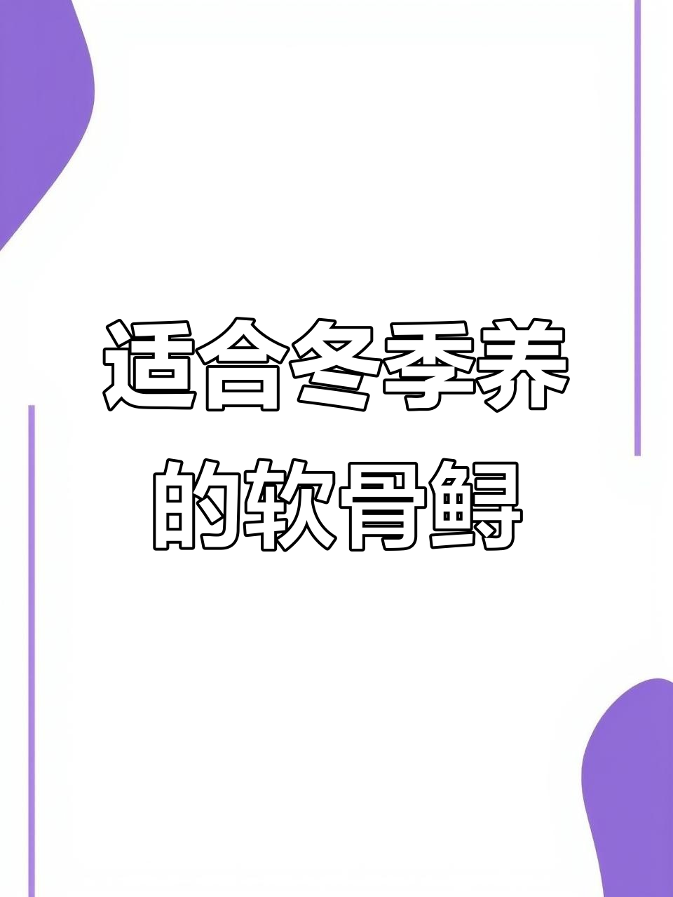 冬季养殖新宠:软骨鲟,大型底层杂食鱼来袭