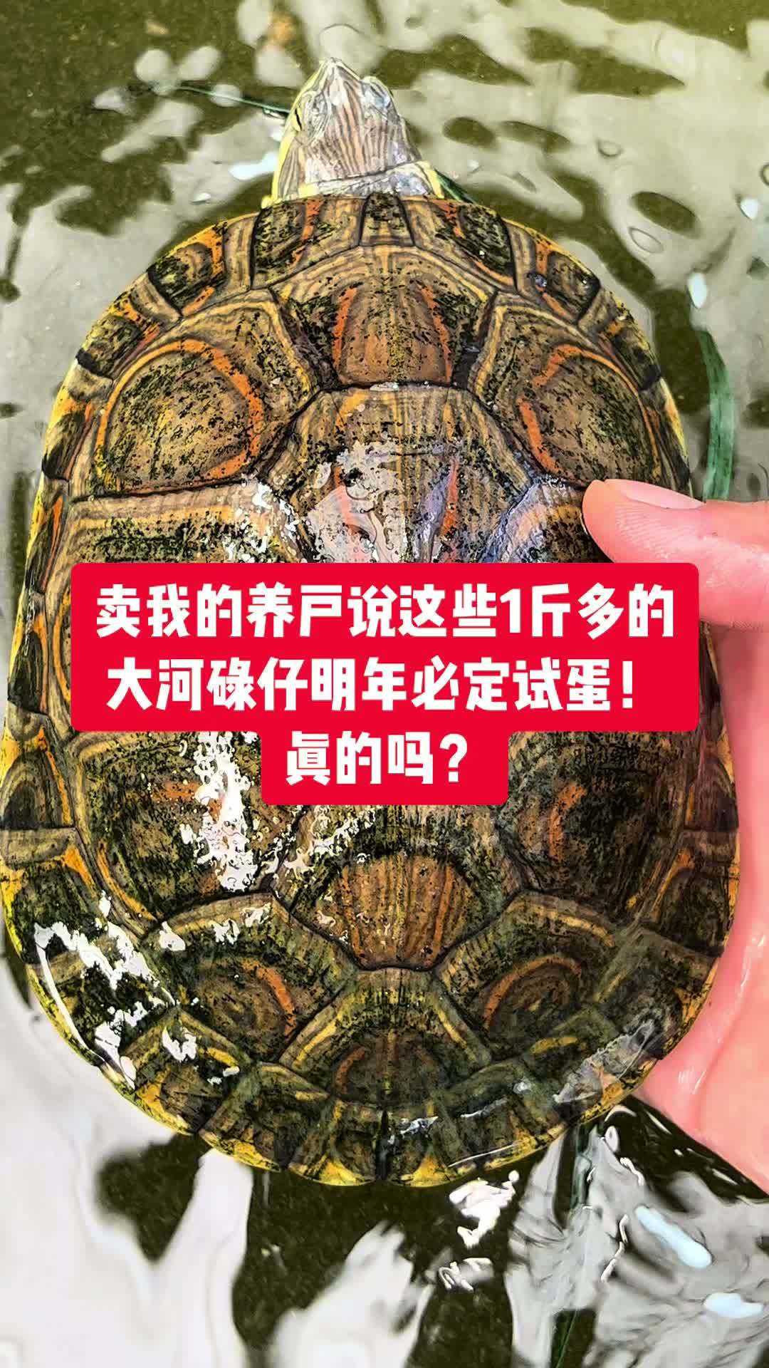 大河甜甜圈 大河甜甜圈龟 1斤丢的大河甜甜圈碌仔母龟,明年可以试蛋吗?上一个养户跟我讲明年