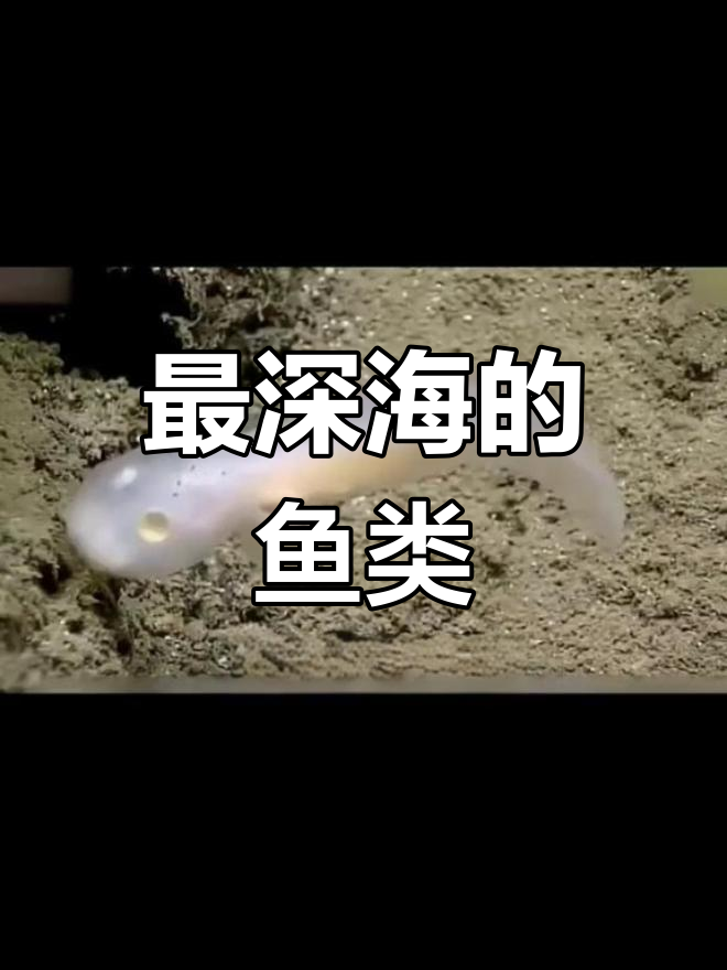 深海中的神秘生物:亚纳狮子鱼