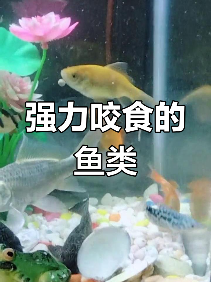 十大攻击性观赏鱼揭秘