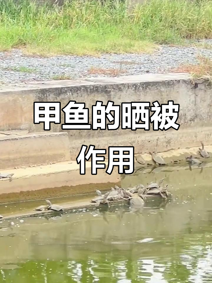 甲鱼晒太阳的秘密:调节体温、杀菌防病,冬眠准备全靠它