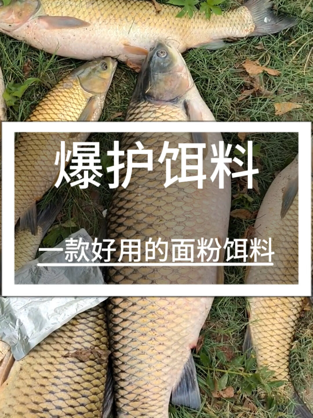 一款用面粉制作的爆护饵料