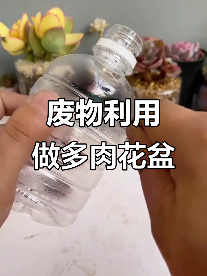 利用废旧瓶罐打造多肉植物花盆,简单又环保