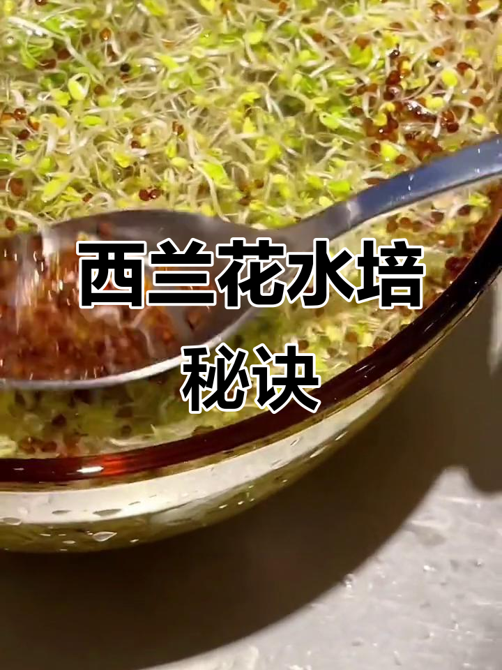 水培西兰花,简单又美味!