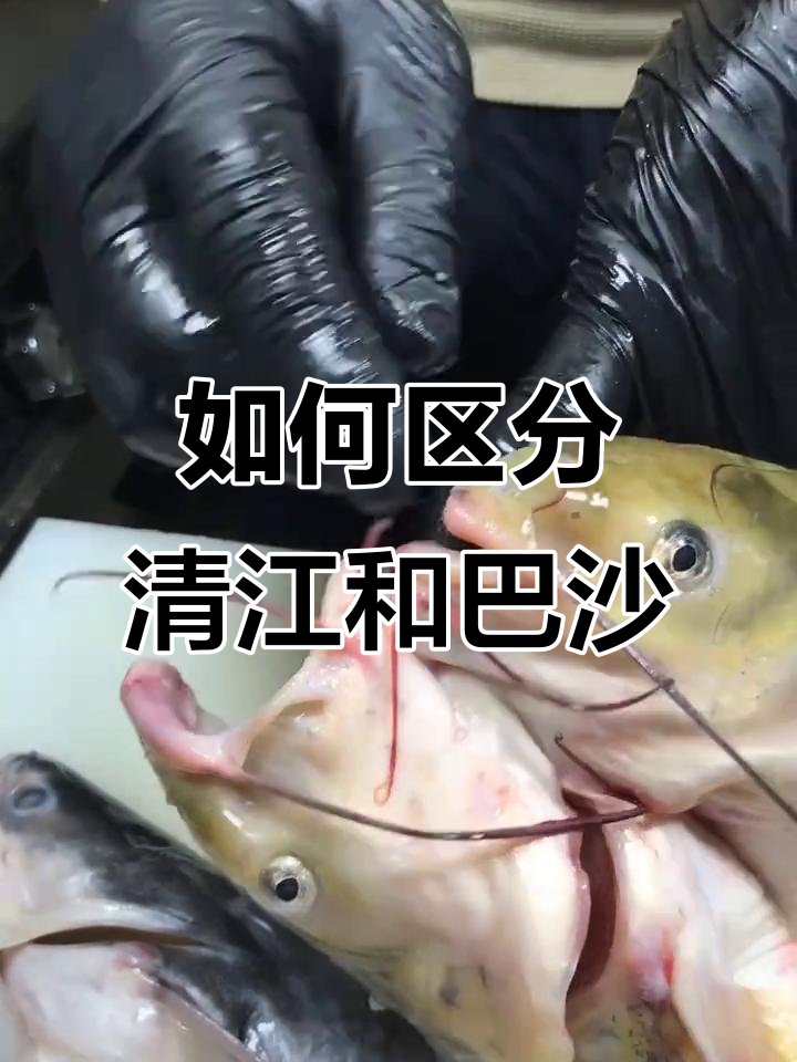 清江鱼与巴沙鱼的辨别技巧,细节决定成败