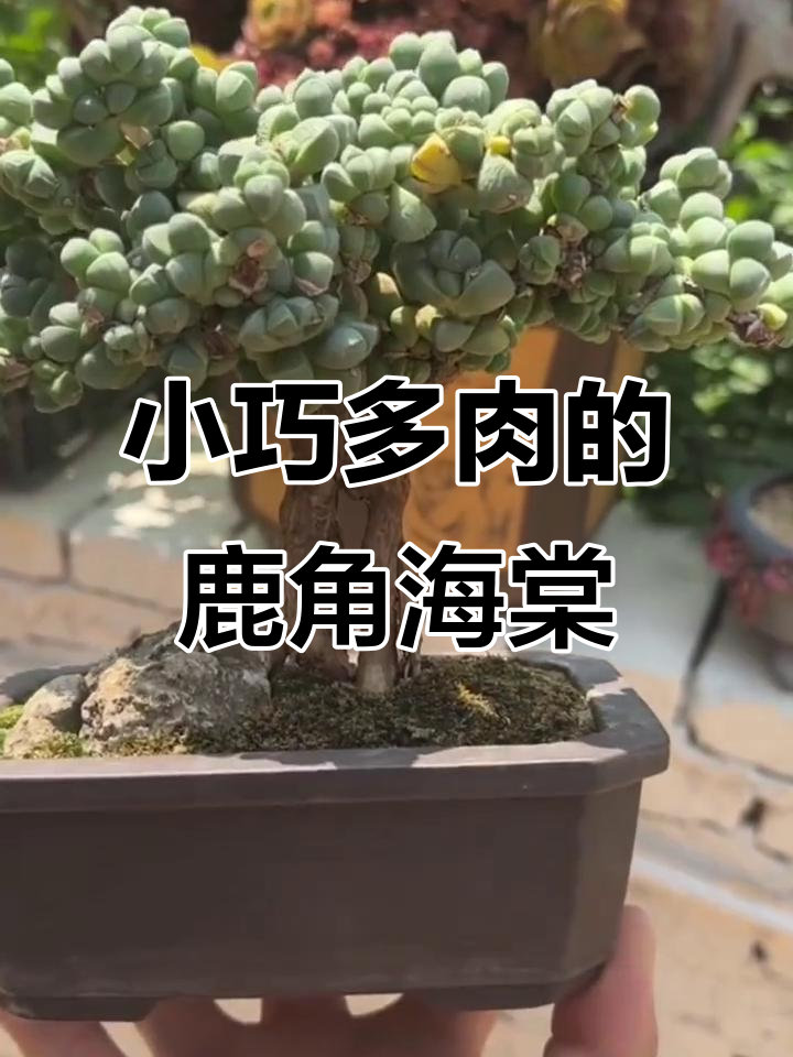 鹿角海棠:精致小巧的多肉植物,耐旱易养,造型多变