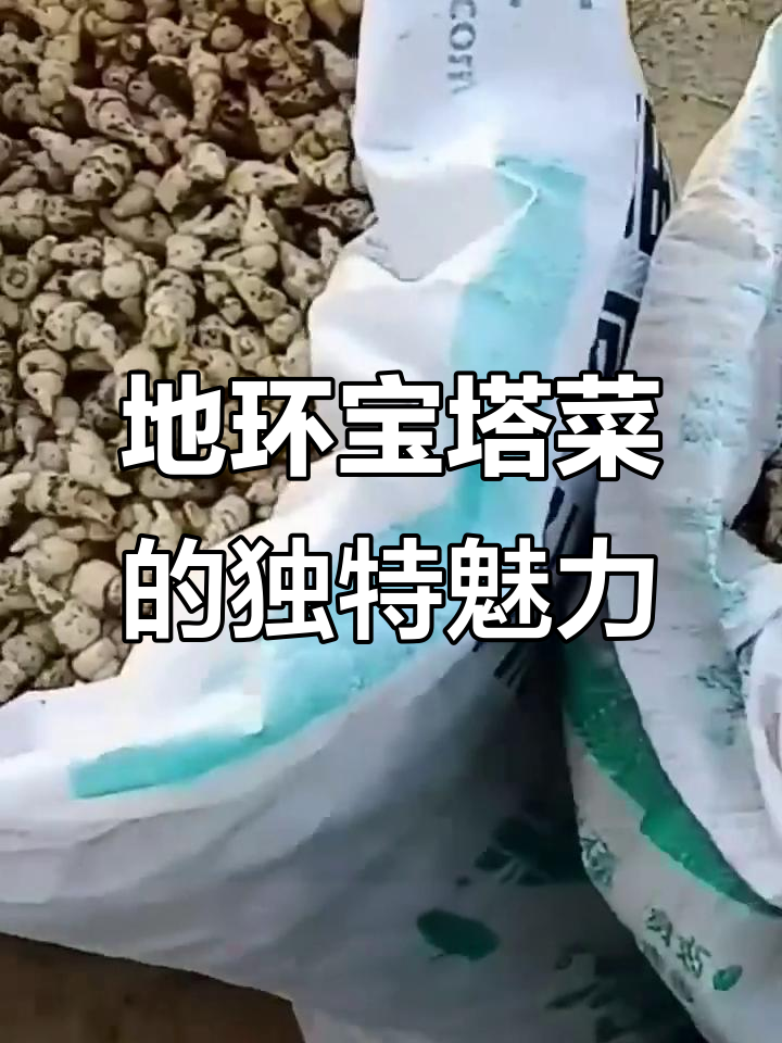 地下美味螺蛳菜,口感清脆的野菜宝藏