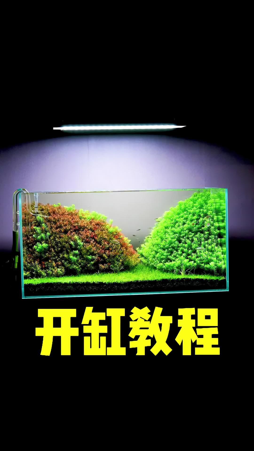 红绿宫廷缸开缸教程来了!养鱼 鱼缸 造景 水草缸