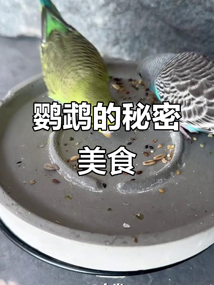 鹦鹉最爱吃什么?除了这10种,还有哪些惊喜食物呢?