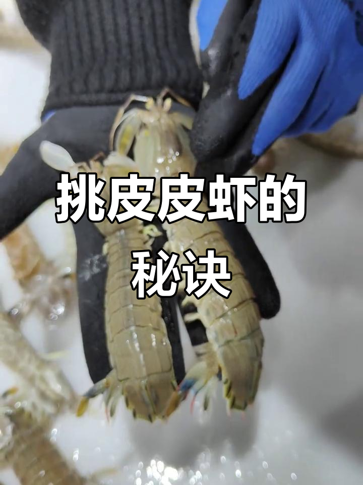 如何挑选皮皮虾?公母辨别与肥瘦技巧全揭秘