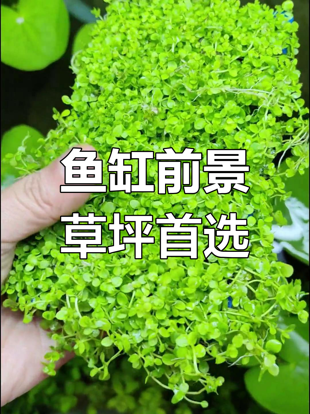 爬地矮珍珠:打造鱼缸前景草坪,快速生长又美观