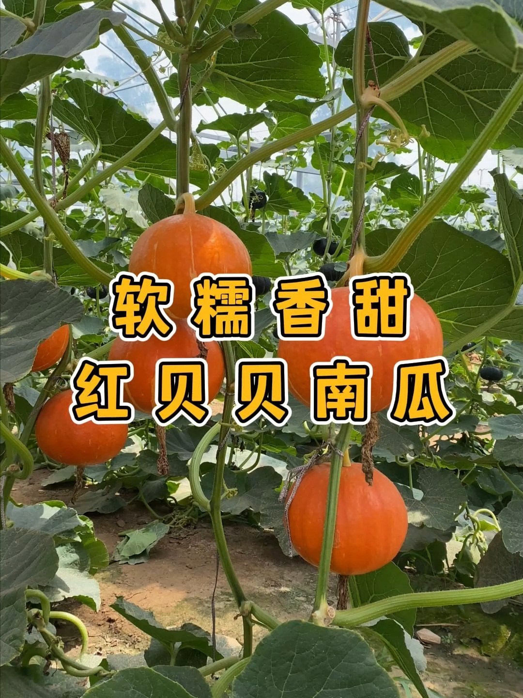 红贝贝小南瓜你吃过吗?口感比绿色的更绝!
