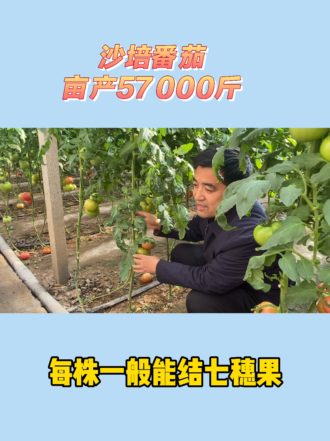 无土栽培沙培种植番茄亩产57000斤