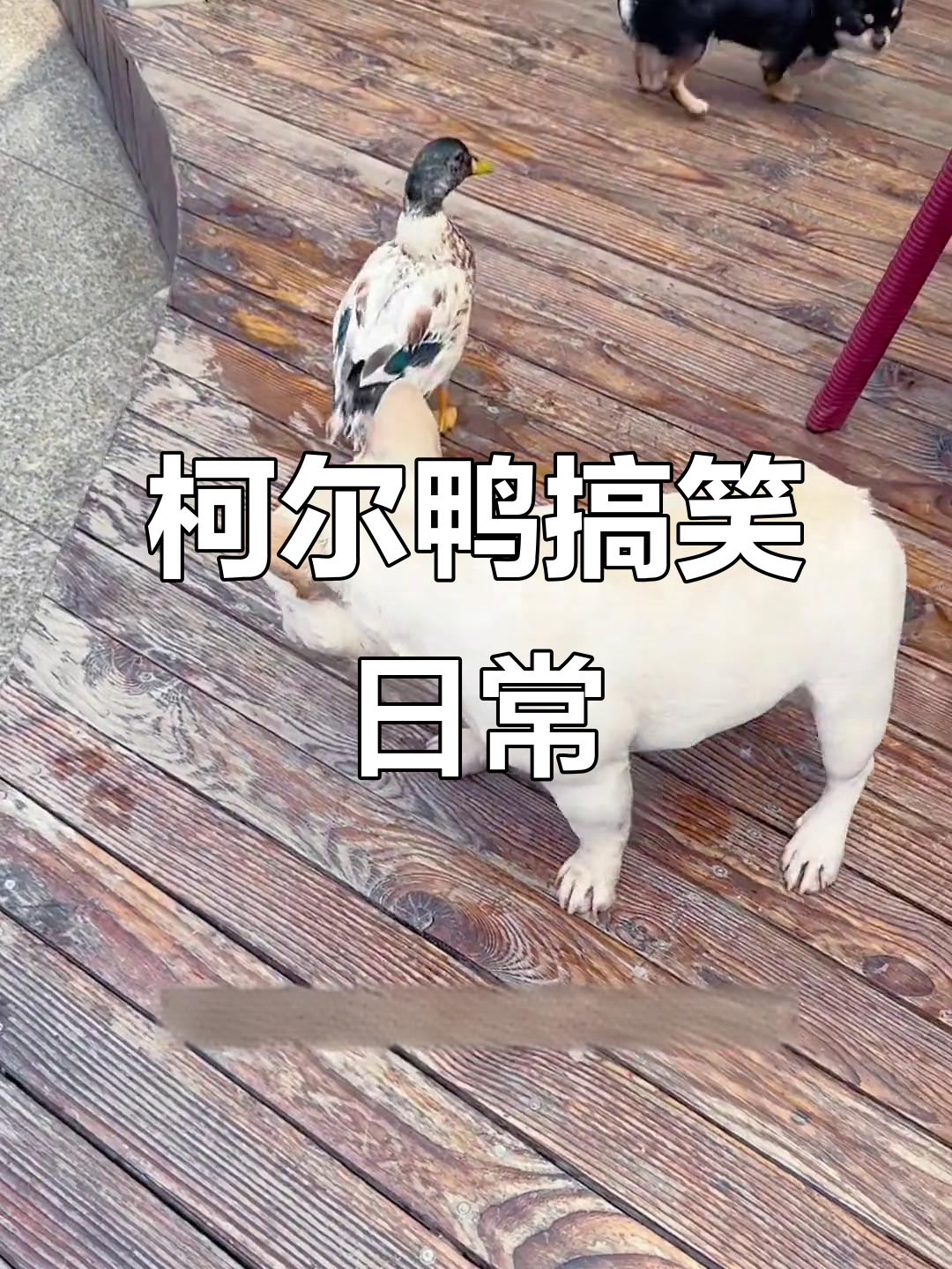 柯尔鸭的迷惑行为大赏,动物园园长笑疯了