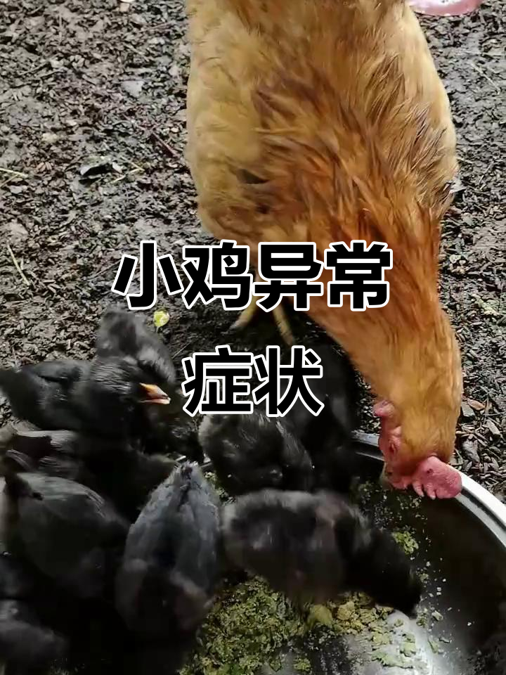 小鸡出壳16天，嘴巴眼皮长包，是什么病症？