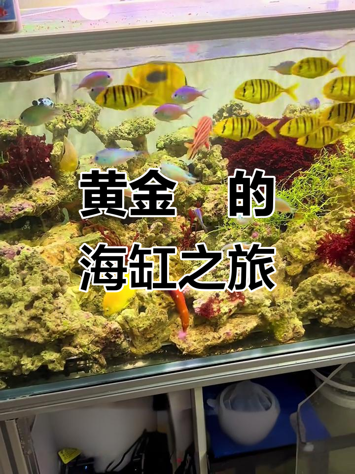 海缸里的黄金鲹,徜徉自然之美