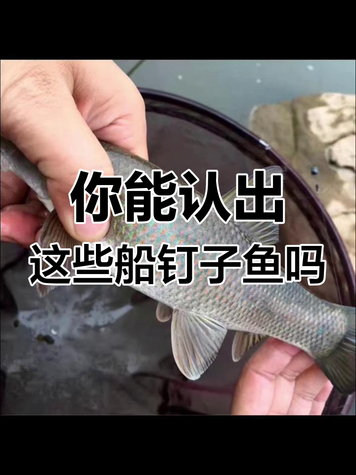 各种奇特船钉子鱼大揭秘,钓友们快来看看你认识几种?