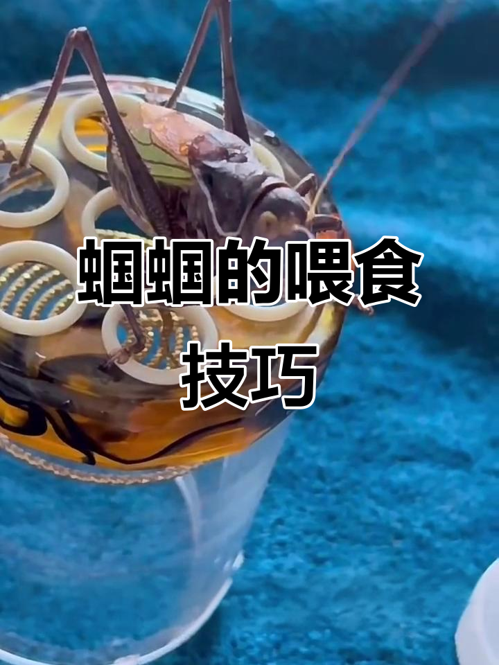 蝈蝈洗澡竟然是这样?教你如何正确喂养它们