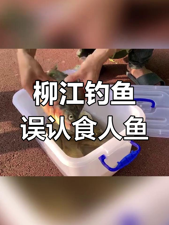 柳江河钓到“食人鱼”?真相竟是淡水白鲳